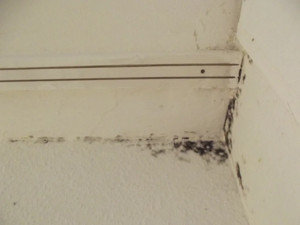 Technician in protective gear removing a mold-damaged wall in a Landrum home